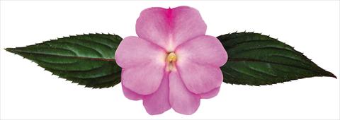 photo of flower to be used as: Pot, bedding, patio, basket Impatiens N. Guinea Galaxy® Floris