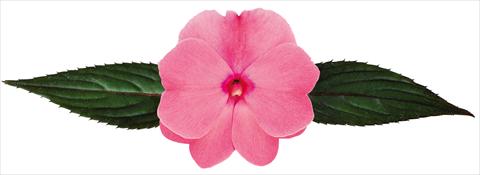 photo of flower to be used as: Pot, bedding, patio, basket Impatiens N. Guinea Galaxy® Geus