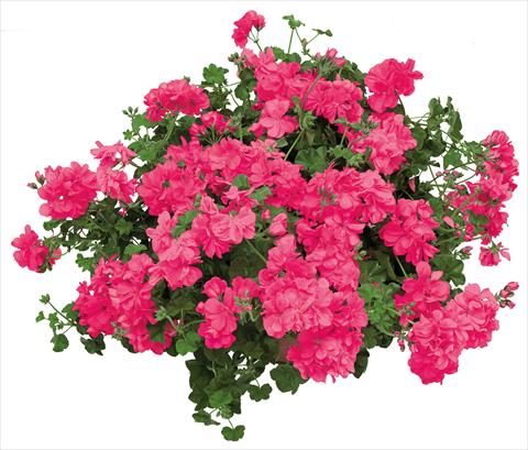 photo of flower to be used as: Pot, patio, basket Pelargonium peltatum Universe Giada