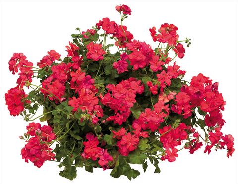 photo of flower to be used as: Pot, patio, basket Pelargonium peltatum Universe Veneri