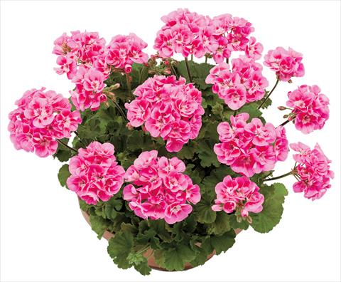 photo of flower to be used as: Pot, bedding, patio Pelargonium zonale OpenEyes Deep Pink Dark Eye