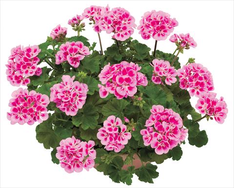 photo of flower to be used as: Pot, bedding, patio Pelargonium zonale OpenEyes Deep Pink Red Eye