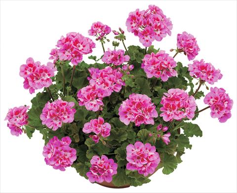 photo of flower to be used as: Pot, bedding, patio Pelargonium zonale OpenEyes Lilac Eye