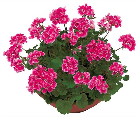 photo of flower to be used as: Pot, bedding, patio Pelargonium zonale OpenEyes Pink Fuxia