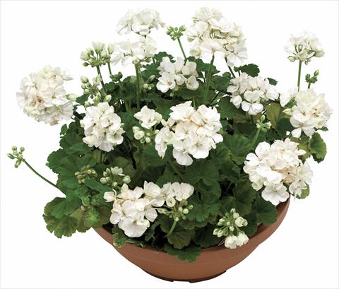 photo of flower to be used as: Pot, bedding, patio Pelargonium zonale OpenEyes White