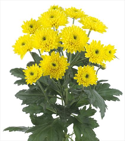 photo of flower to be used as: Cutflower Chrysanthemum Ibis Sunny