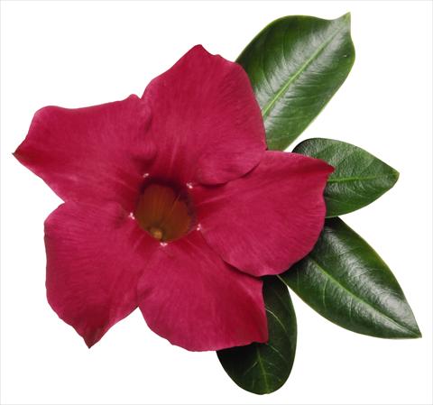 photo of flower to be used as: Patio, pot Dipladenia (Mandevilla) Costa del Sol RED FOX Malaga Cherry