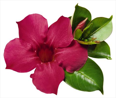 photo of flower to be used as: Patio, pot Dipladenia (Mandevilla) Costa del Sol RED FOX Malaga Neon