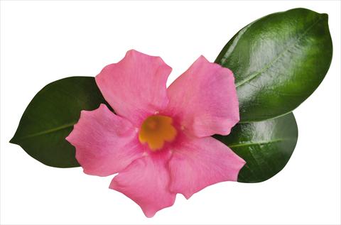 photo of flower to be used as: Patio, pot Dipladenia (Mandevilla) Costa del Sol RED FOX Malaga Pink