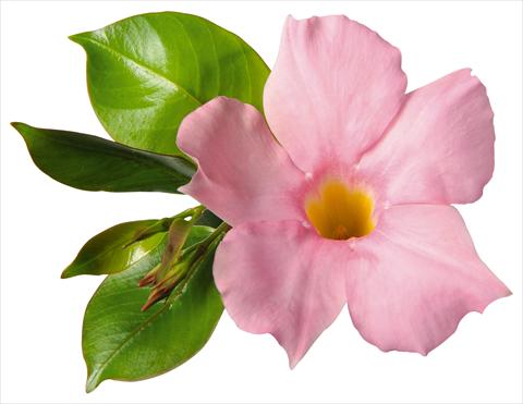 photo of flower to be used as: Patio, pot Dipladenia (Mandevilla) Costa del Sol RED FOX Malaga Soft Pink