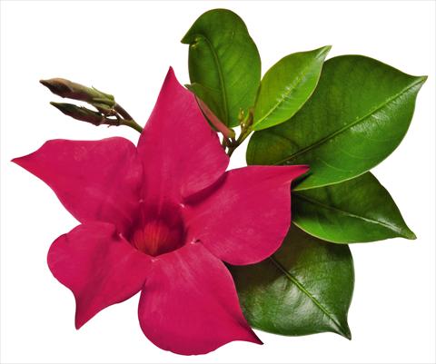 photo of flower to be used as: Patio, pot Dipladenia (Mandevilla) Costa del Sol RED FOX Marbella Hot Pink
