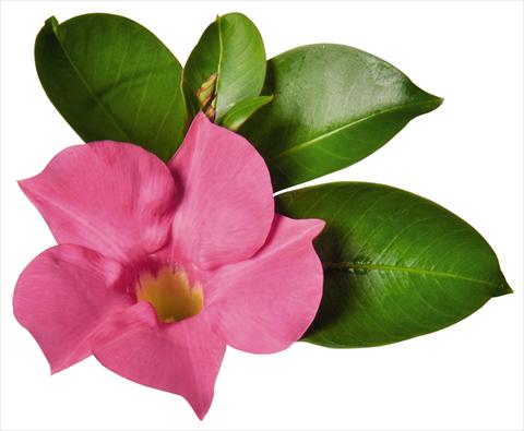 photo of flower to be used as: Patio, pot Dipladenia (Mandevilla) Costa del Sol RED FOX Marbella Pink
