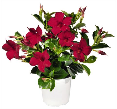 photo of flower to be used as: Patio, pot Dipladenia (Mandevilla) Costa del Sol RED FOX Marbella Red
