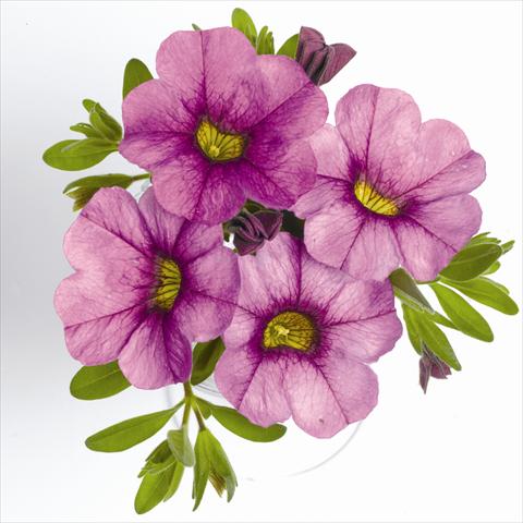 photo of flower to be used as: Basket / Pot Calibrachoa RED FOX Aloha® Purple Sky