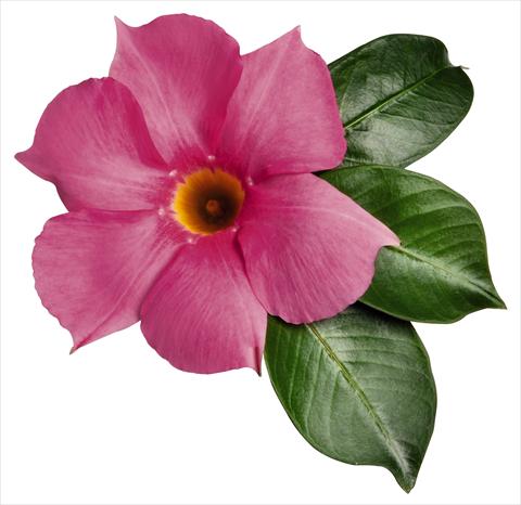 photo of flower to be used as: Patio, pot Dipladenia (Mandevilla) Costa del Sol RED FOX Marbella Rose