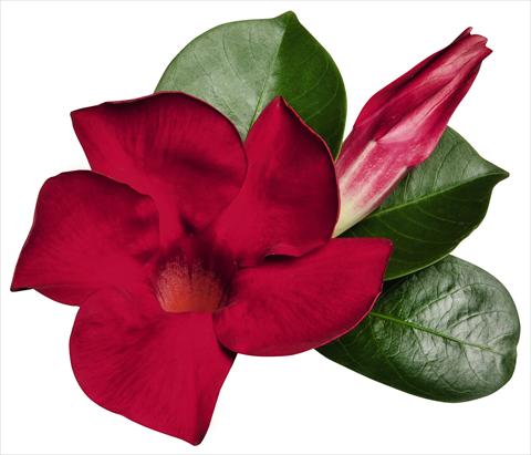 photo of flower to be used as: Patio, pot Dipladenia (Mandevilla) Costa del Sol RED FOX Miami Red