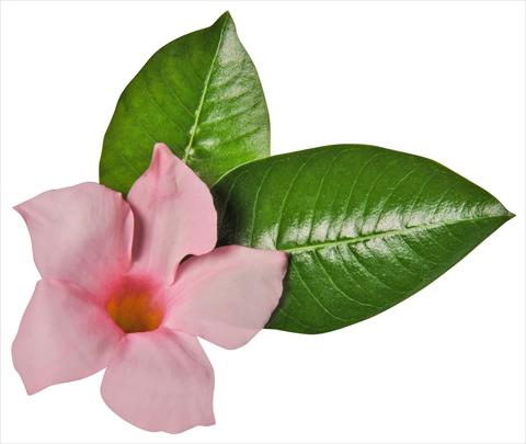 photo of flower to be used as: Patio, pot Dipladenia (Mandevilla) Costa del Sol RED FOX Miami White Blush