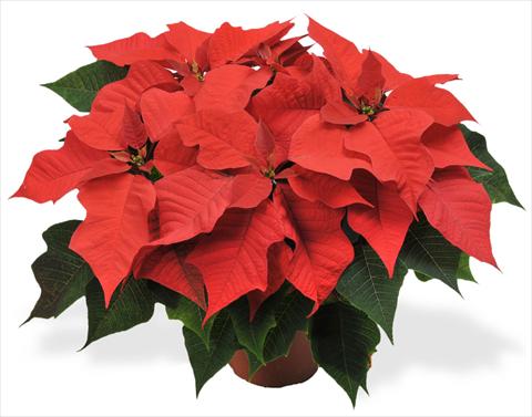 photo of flower to be used as: Pot Poinsettia - Euphorbia pulcherrima RED FOX Champion Fire