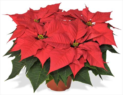 photo of flower to be used as: Pot Poinsettia - Euphorbia pulcherrima RED FOX Champion Hot Pink