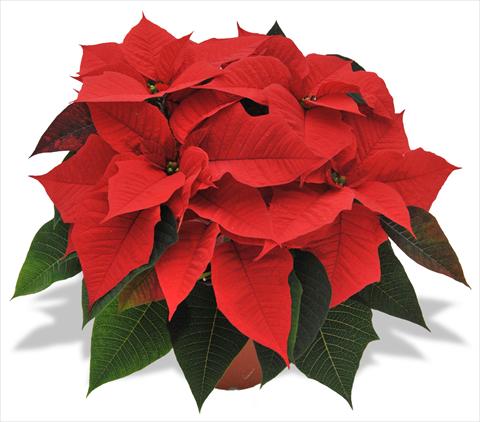 photo of flower to be used as: Pot Poinsettia - Euphorbia pulcherrima RED FOX Supreme Bright Red 2012