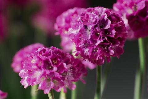photo of flower to be used as: Bedding / border plant Armeria maritima Armada™ Rose
