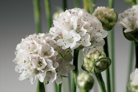 photo of flower to be used as: Bedding / border plant Armeria maritima Armada™ White