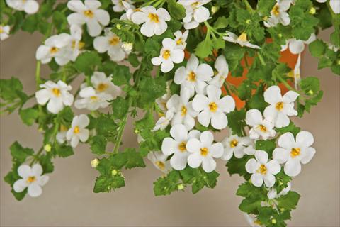 photo of flower to be used as: Pot, patio, basket Bacopa (Sutera cordata) Cabana® White XL