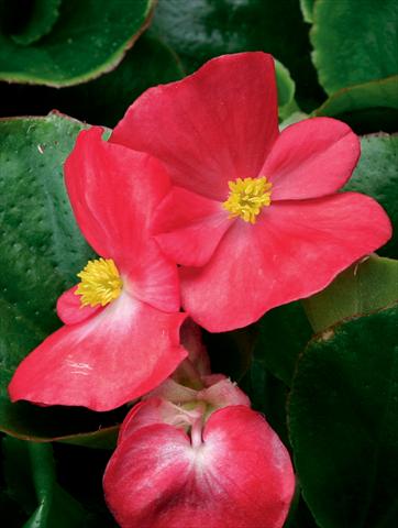 photo of flower to be used as: Pot and bedding Begonia semperflorens Volumia F1 Scarlet