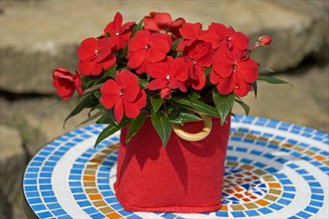 photo of flower to be used as: Pot, bedding, patio, basket Impatiens N. Guinea Sonic® Deep Red