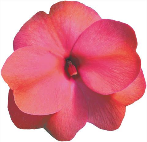 photo of flower to be used as: Pot, bedding, patio, basket Impatiens N. Guinea Sonic® Mango