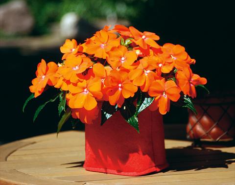 photo of flower to be used as: Pot, bedding, patio, basket Impatiens N. Guinea Sonic® Orange Improved