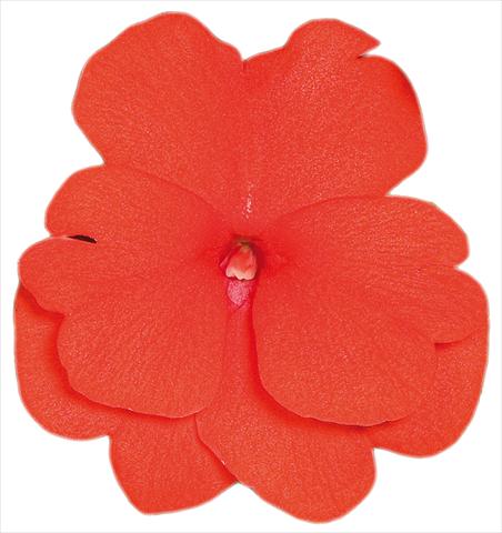 photo of flower to be used as: Pot, bedding, patio, basket Impatiens N. Guinea Sonic® Scarlet