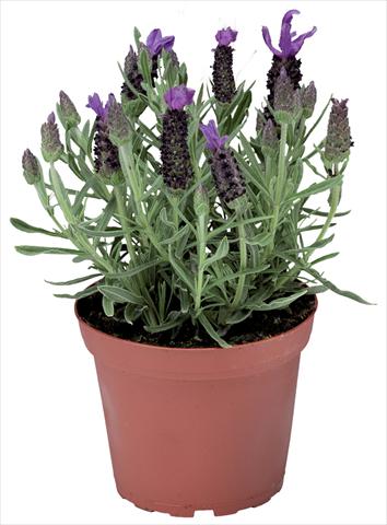 photo of flower to be used as: Pot and bedding Lavandula stoechas Javelin™ Compact Blue