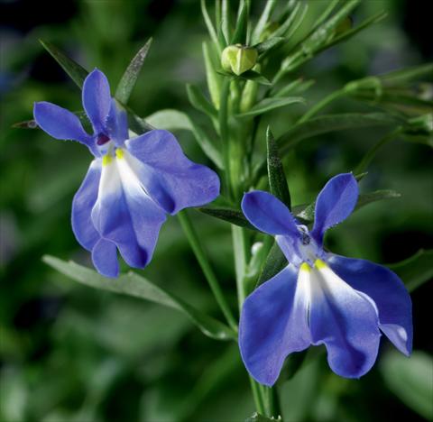 photo of flower to be used as: Pot, bedding, patio, basket Lobelia erinus Laguna® Compact Blue With Eye