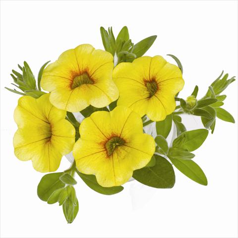 photo of flower to be used as: Basket / Pot Calibrachoa RED FOX Aloha® Yellow