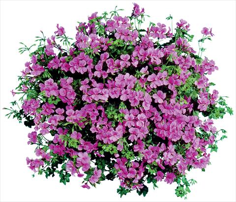 photo of flower to be used as: Pot, patio, basket Pelargonium peltatum Blizzard Blue