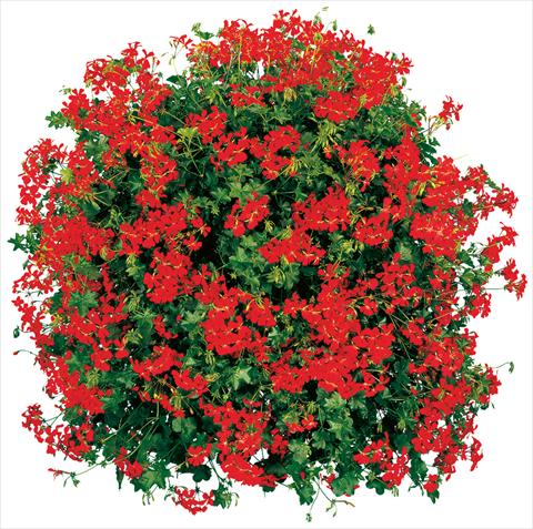 photo of flower to be used as: Pot, patio, basket Pelargonium peltatum Cascade® Feuer
