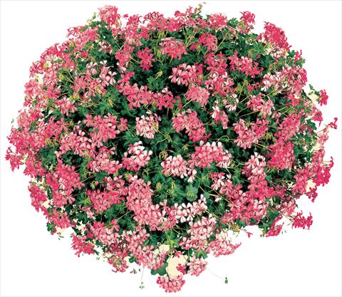 photo of flower to be used as: Pot, patio, basket Pelargonium peltatum Cascade® Sofie