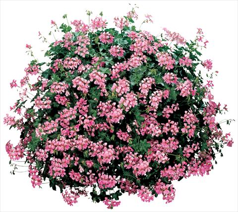 photo of flower to be used as: Pot, patio, basket Pelargonium peltatum Cascade® Ville De Paris
