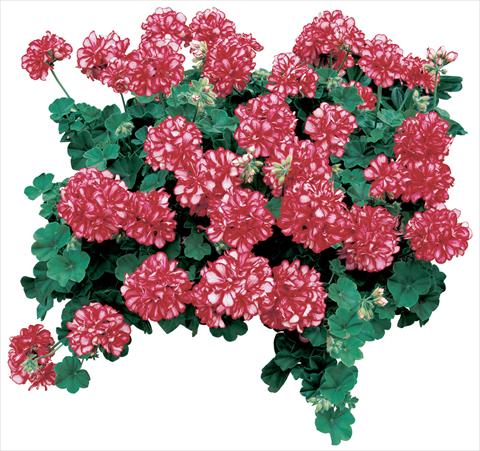 photo of flower to be used as: Pot, patio, basket Pelargonium peltatum Corriente Arctic Red