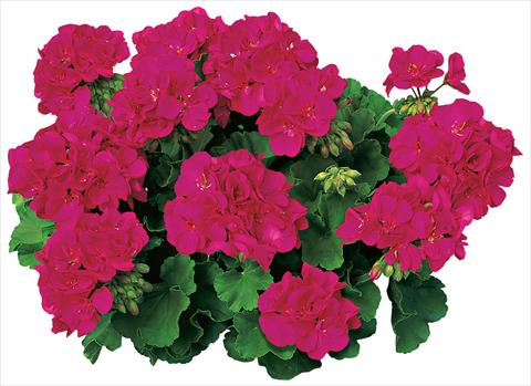 photo of flower to be used as: Pot, bedding, patio Pelargonium zonale Americana Violet