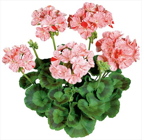 photo of flower to be used as: Pot, bedding, patio Pelargonium zonale Avenida® Mosaic Red