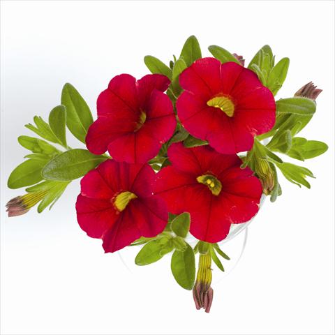 photo of flower to be used as: Basket / Pot Calibrachoa RED FOX Aloha® Red