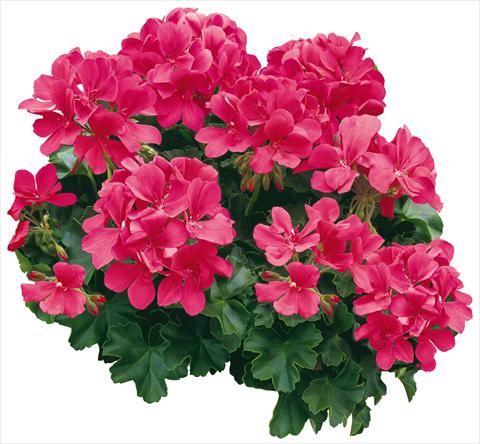 photo of flower to be used as: Pot, bedding, patio Pelargonium zonale Caliente® Coral