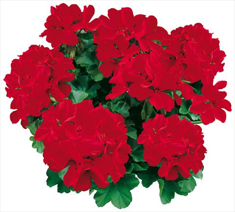 photo of flower to be used as: Pot, bedding, patio Pelargonium zonale Caliente® Deep Red