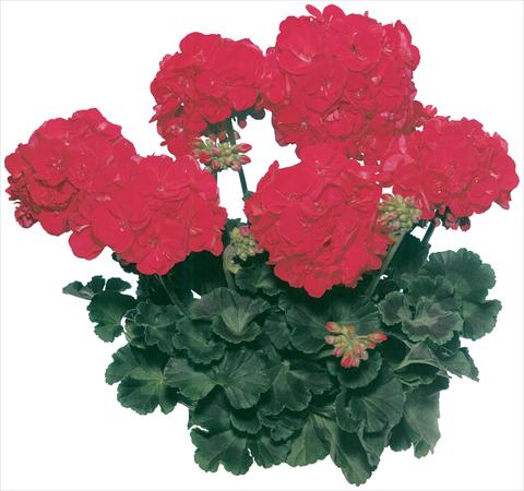 photo of flower to be used as: Pot, bedding, patio Pelargonium zonale Classic Diabolo