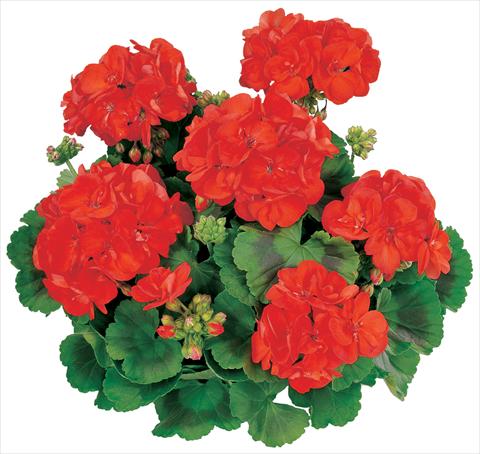 photo of flower to be used as: Pot, bedding, patio Pelargonium zonale Classic Grand Prix