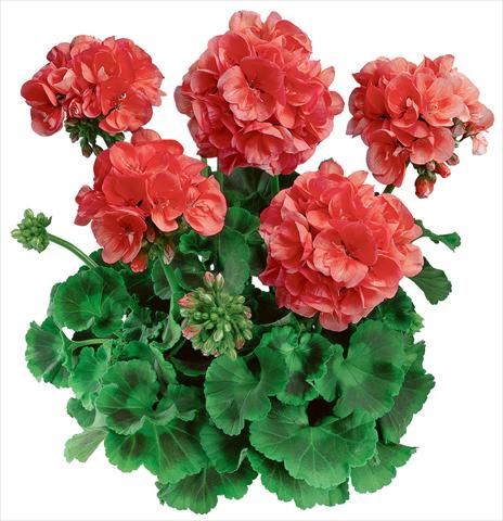 photo of flower to be used as: Pot, bedding, patio Pelargonium zonale Classic Noblesse