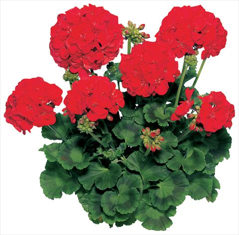 photo of flower to be used as: Pot, bedding, patio Pelargonium zonale Compact Line Samba