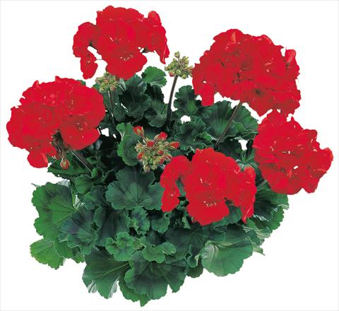 photo of flower to be used as: Pot, bedding, patio Pelargonium zonale Tango® Dark Red